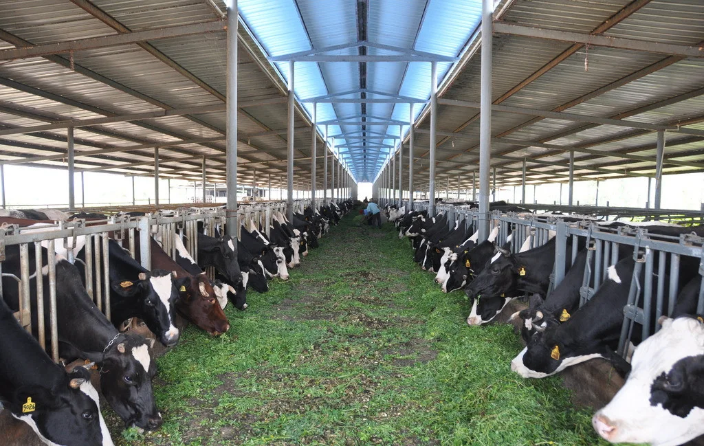 Application Scenarios for TSP Roofing Sheets