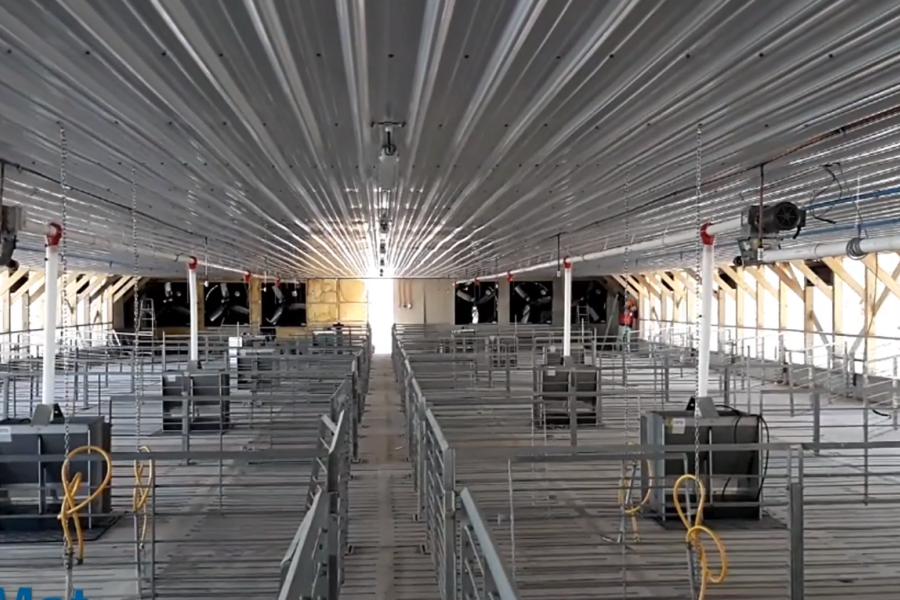 Pig Rearing Project Pig Farming Project Case – UPVC Roof Sheet Used as Ceiling