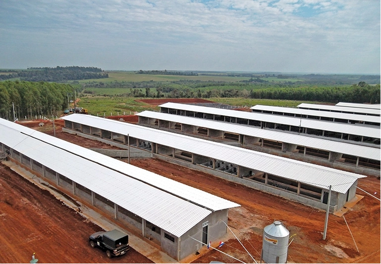 TSP roofling used for the pig farm