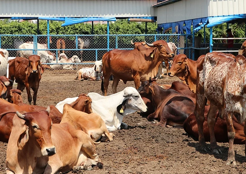 Cattle Barn Roof Panels How TSP Steel Sheet Supports Corrosion Resistance and Thermal Stability