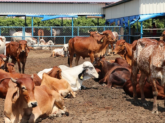 Cattle Barn Roofing Sheets How to Reduce Heat Stress and Long-Term Maintenance