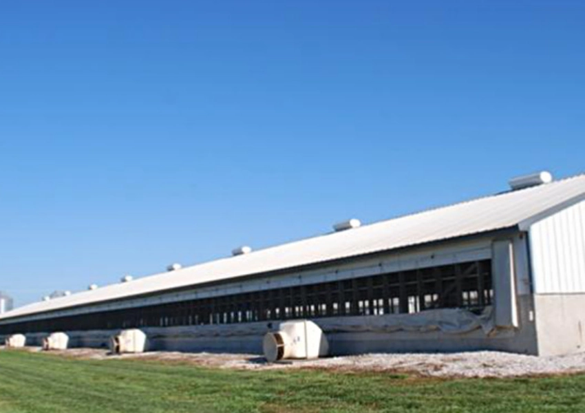 Pig Farm Roof Replacement Why TSP Film-Coated Steel Helps Resist Ammonia And Disinfectants