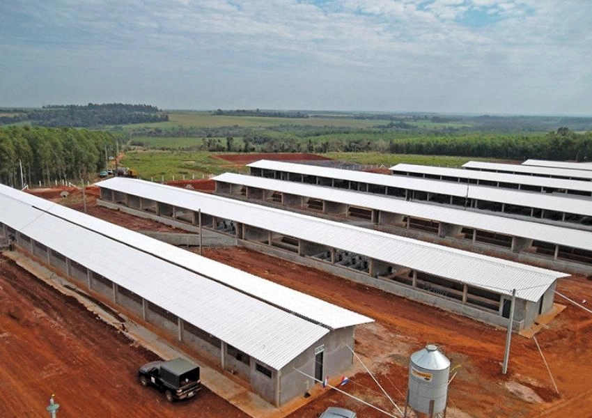 Pig Farm Roofing Materials Why Ammonia Corrosion Makes Roof Choice Critical