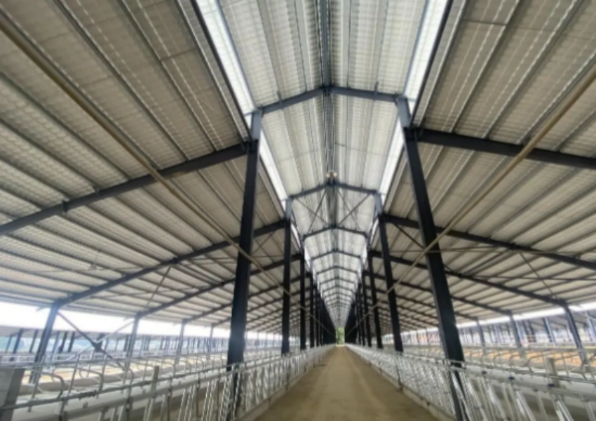 TSP Steel Roof Sheet For Livestock Farms How To Reduce Ammonia Corrosion And Roof Replacement