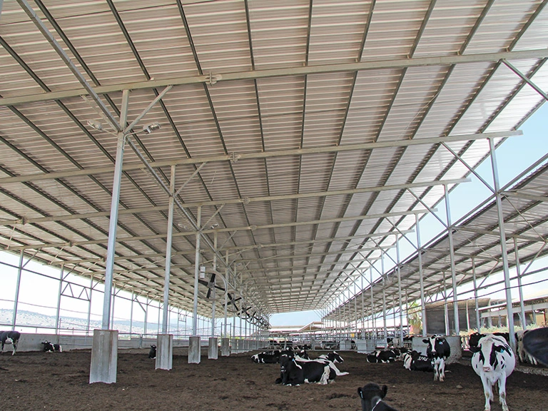 cattle farm
