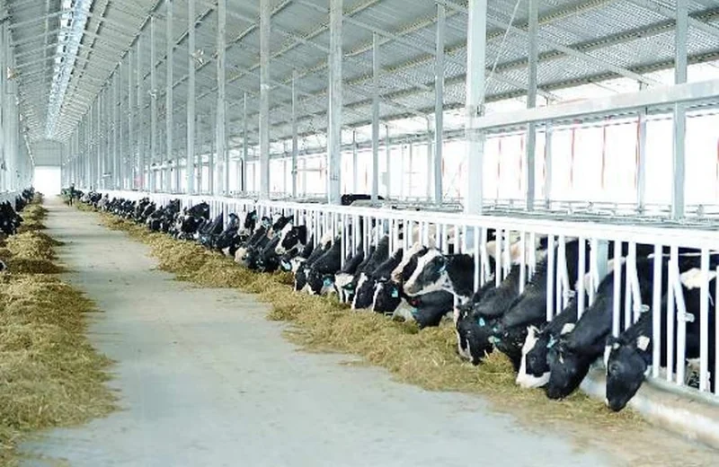 dairy farm ventilation roof