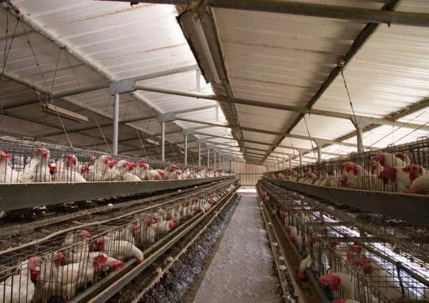 Poultry House Sandwich Panels What Buyers Should Check Before Replacing Rusted Color Steel Roofs