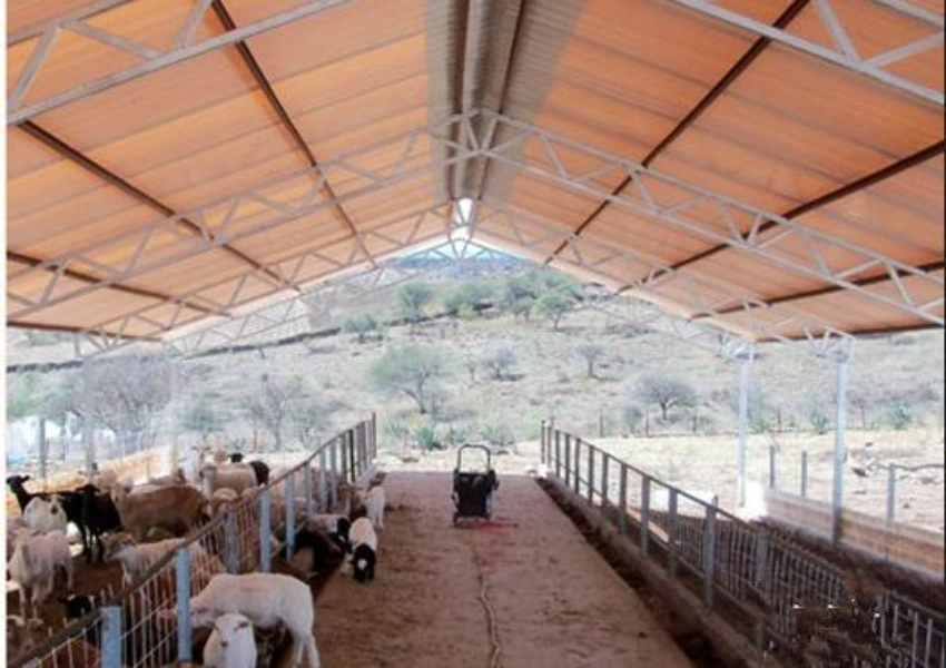 TSP Steel Sheet vs Painted Steel for Farm Buildings Corrosion, Noise, and Maintenance Cost