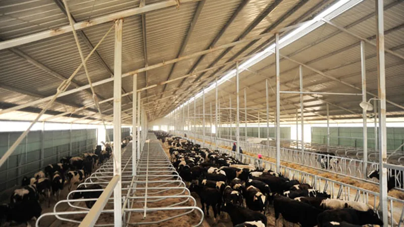 UPVC roof sheet for large livestock building