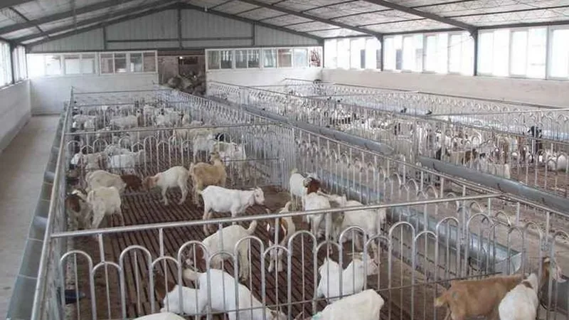 What Roofing Sheet Works Best for Sheep Farms in Hot and Humid Regions