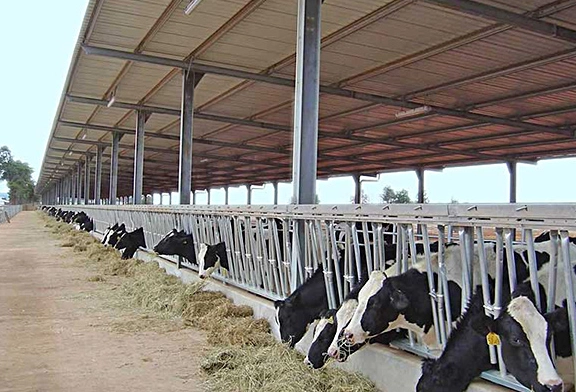 darity farm