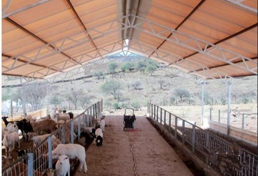 sheep farm
