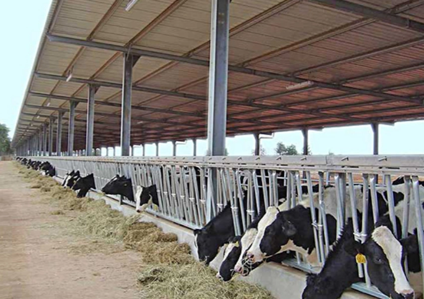 Can UPVC Roof Sheet Reduce Heat Stress in Dairy Cattle and Sheep Housing