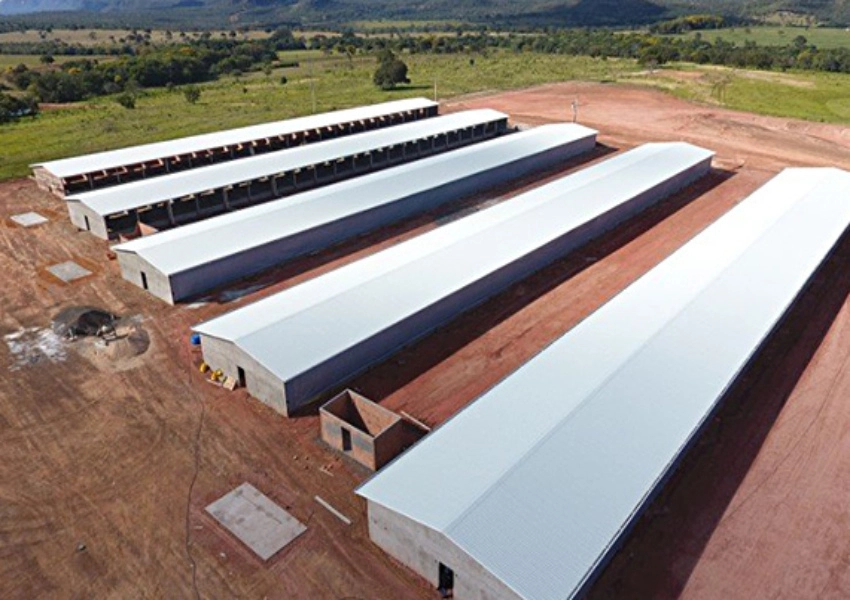 What Should Poultry Houses Check Before Upgrading Rusted Sandwich Panels